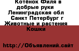 Котёнок Филя в добрые руки! - Ленинградская обл., Санкт-Петербург г. Животные и растения » Кошки   